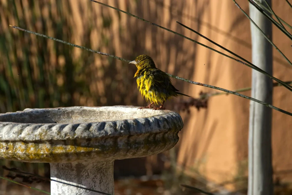 green-and-yellow-bird-on-gray-concrete-post-during-daytime-scaled