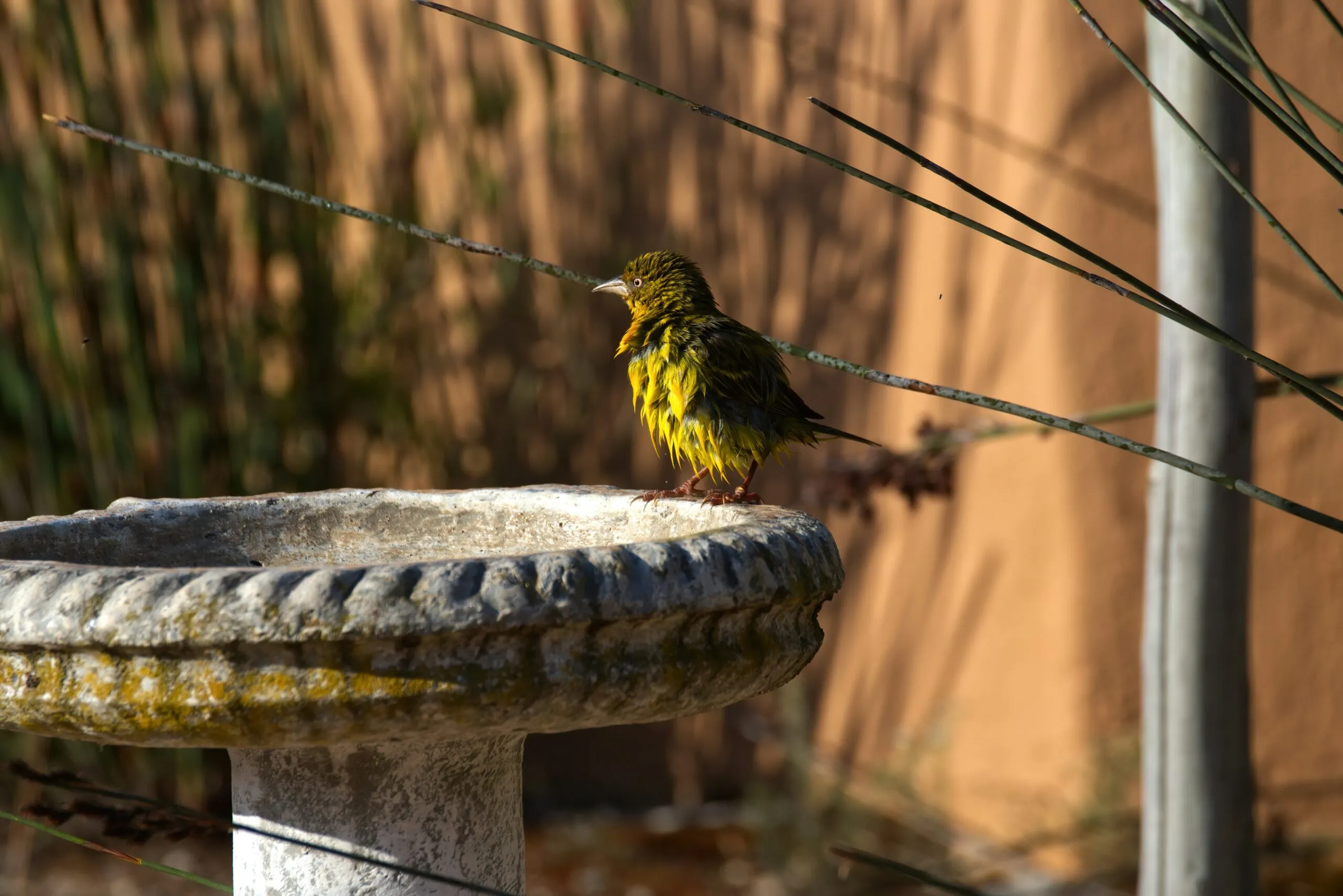 green-and-yellow-bird-on-gray-concrete-post-during-daytime-scaled